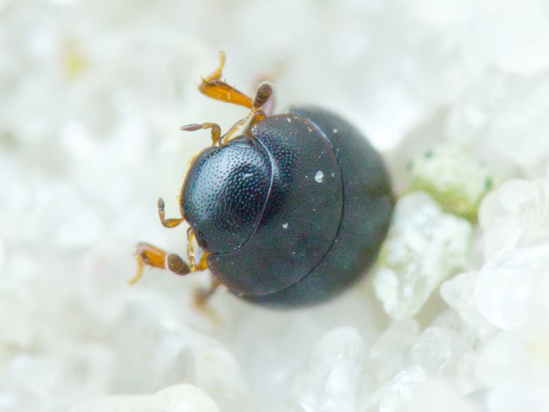 Hydrophilidae LatreiIle, 1802